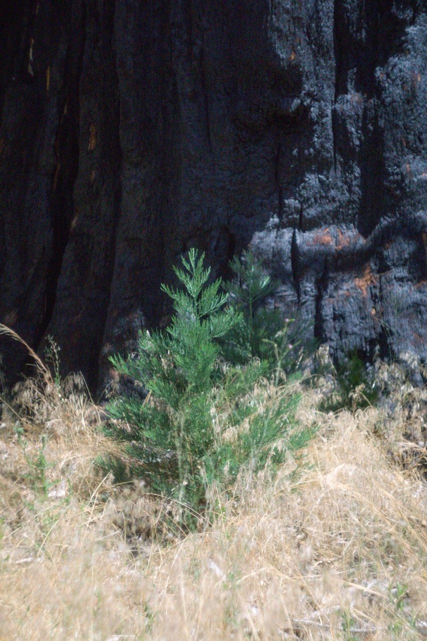 26 Sequoia-116 Large.jpeg