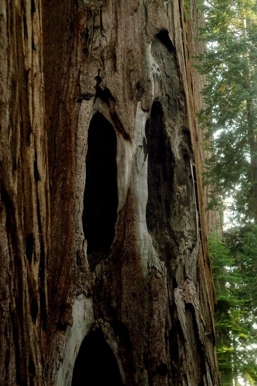 26 Sequoia-237 Large.jpeg