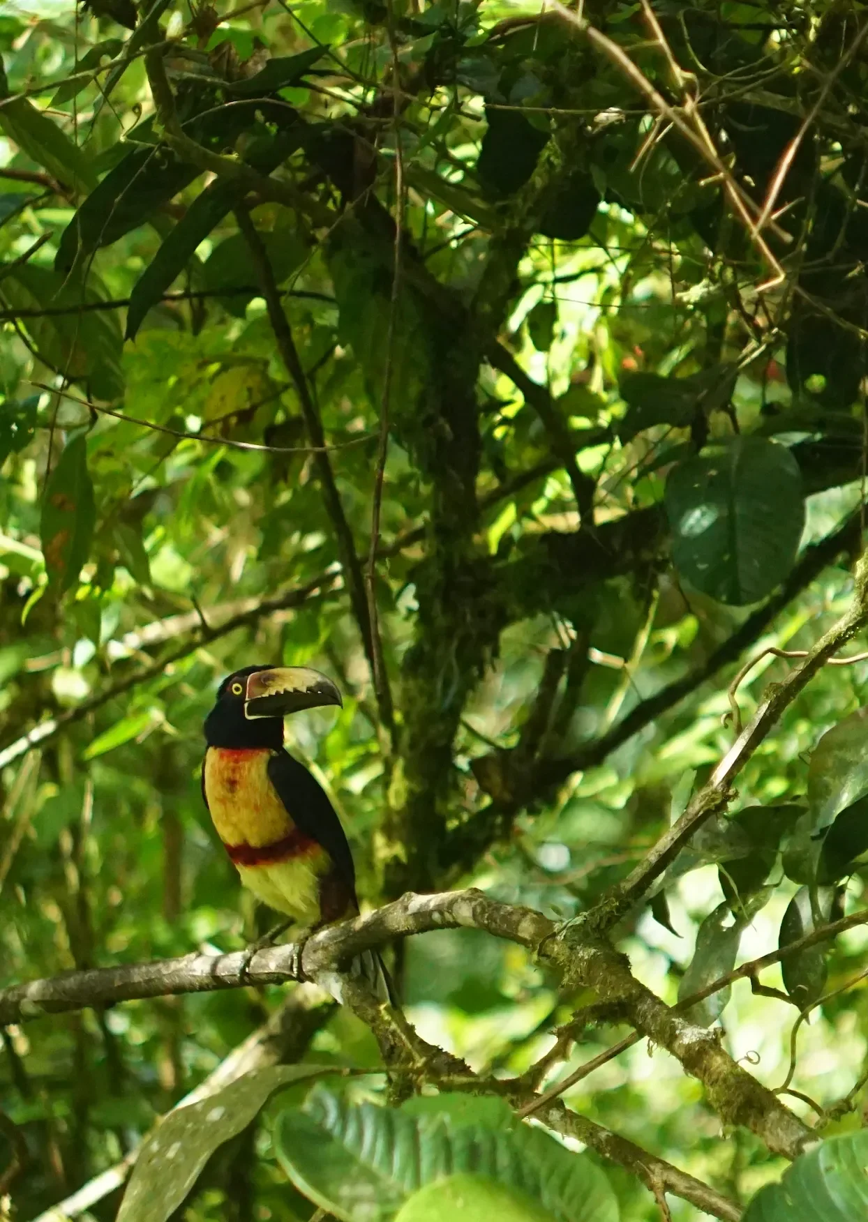 photo of an Aracari sitting on a tree branch near Nuevo Arenal, Costa Rica. Lots of bird and bromeliad photos coming to my reference library this month!