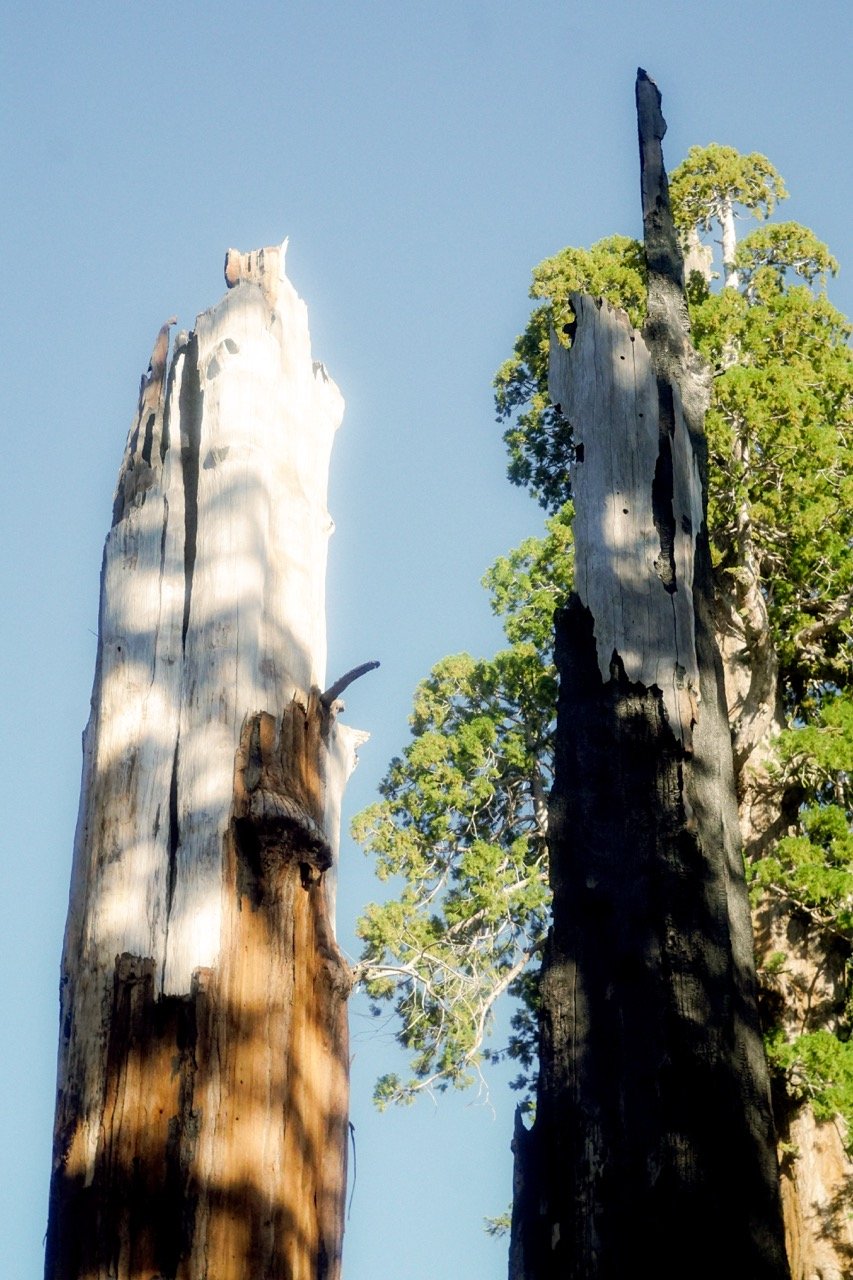 26 Sequoia-228 Large.jpeg