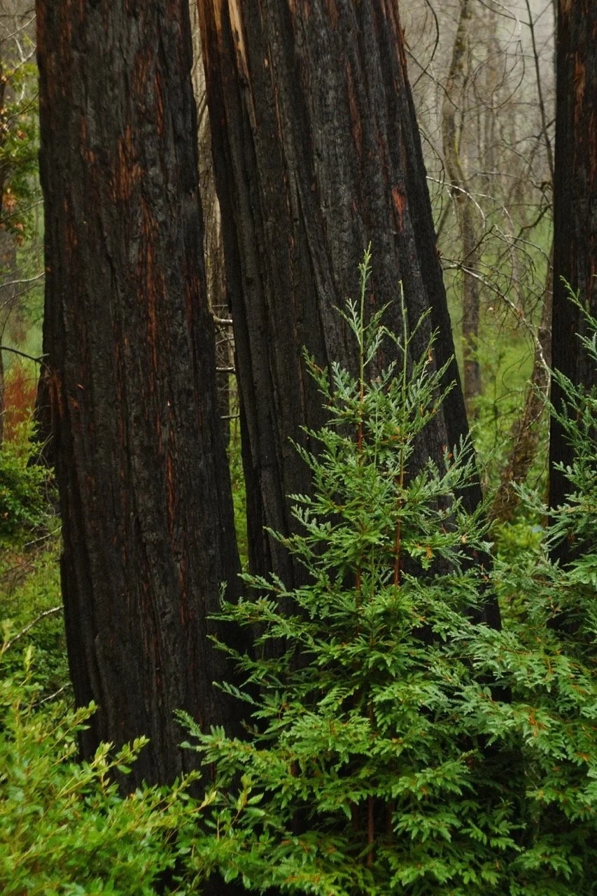 big_basin_edited-69 Large.jpeg