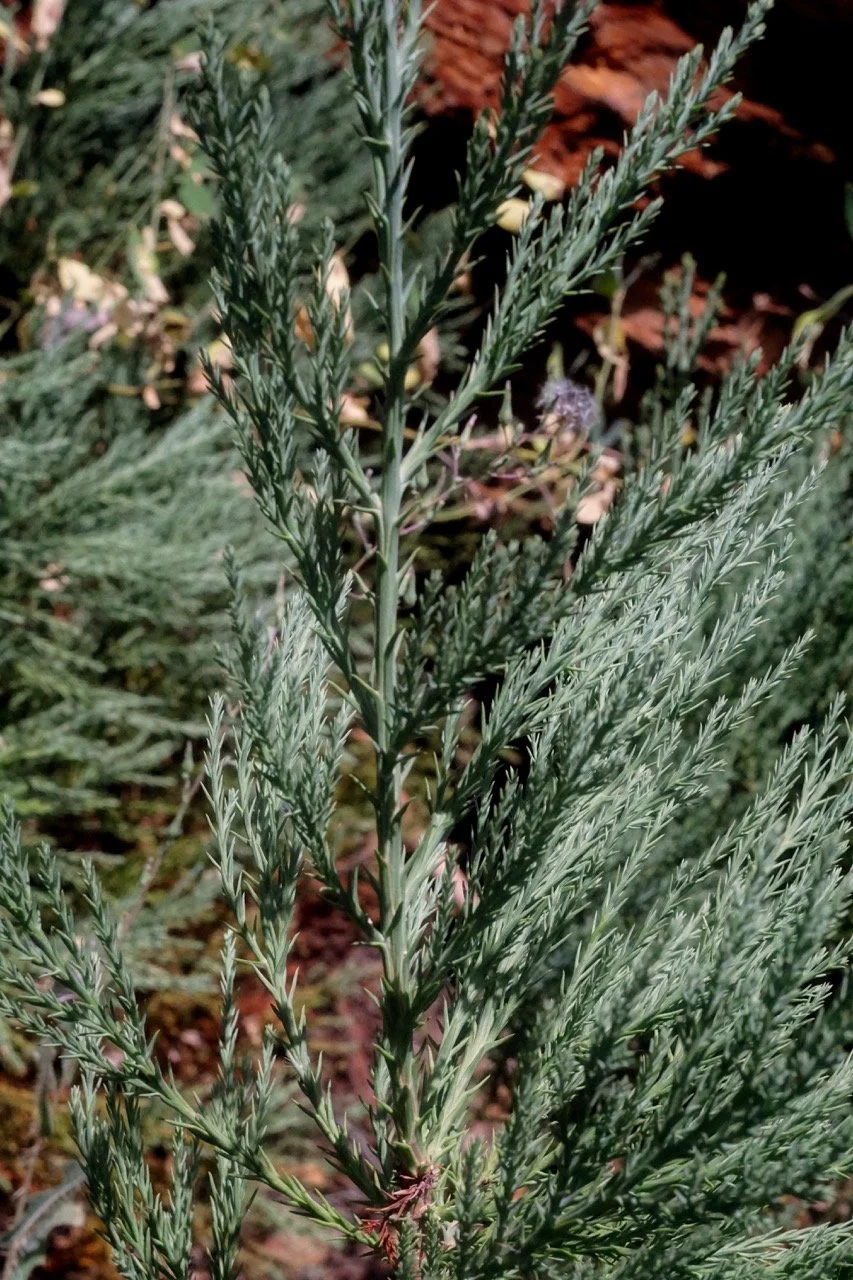 26 Sequoia-141 Large.jpeg