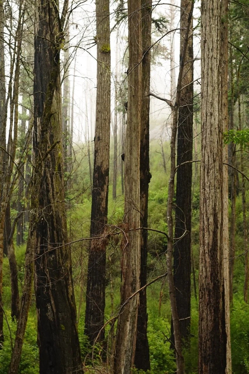 big_basin_edited-46 Large.jpeg