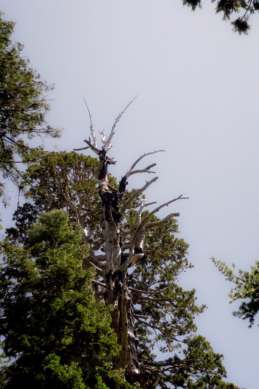 26 Sequoia-195 Large.jpeg