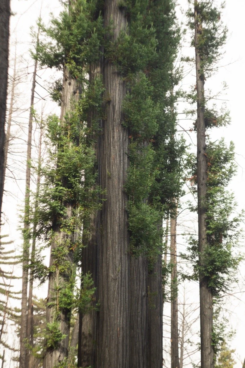 big_basin_edited-25 Large.jpeg