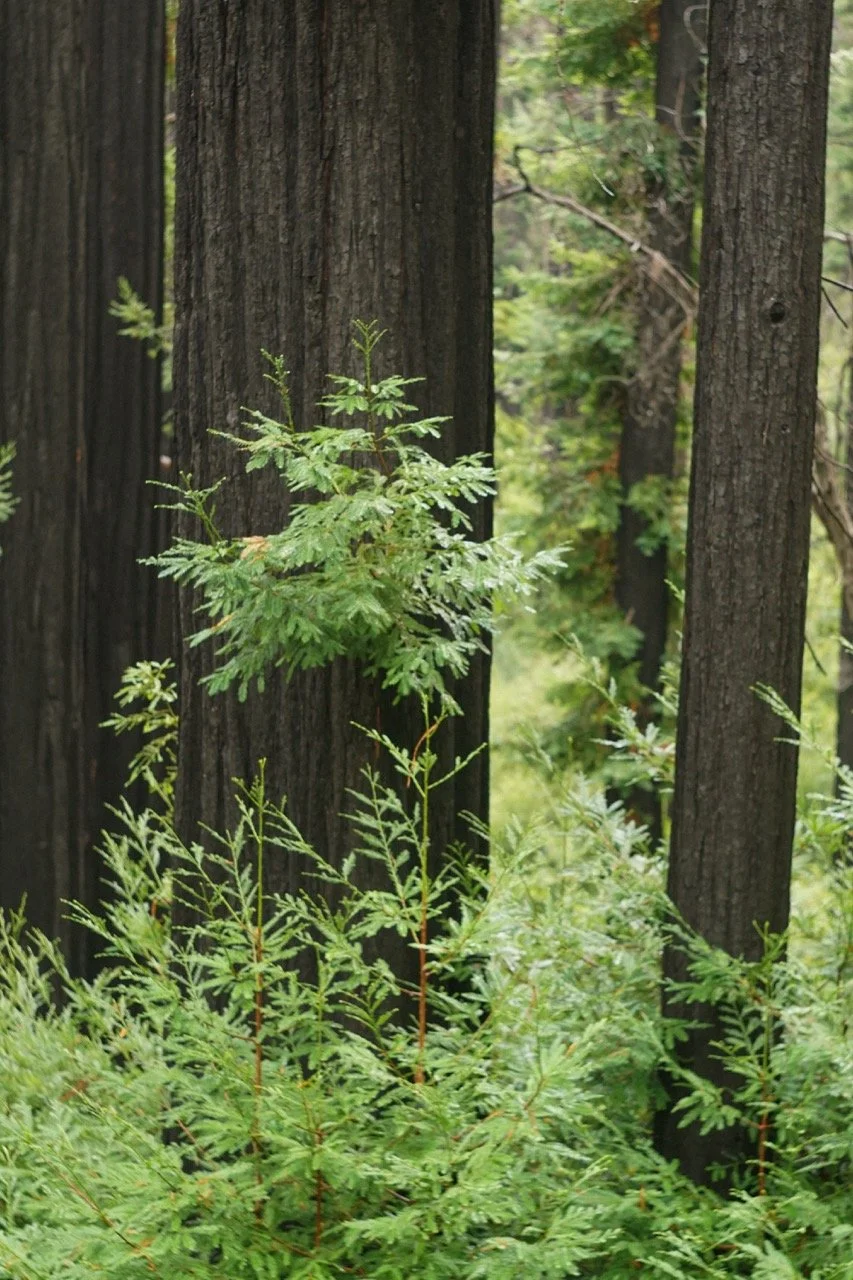 big_basin_edited-18 Large.jpeg