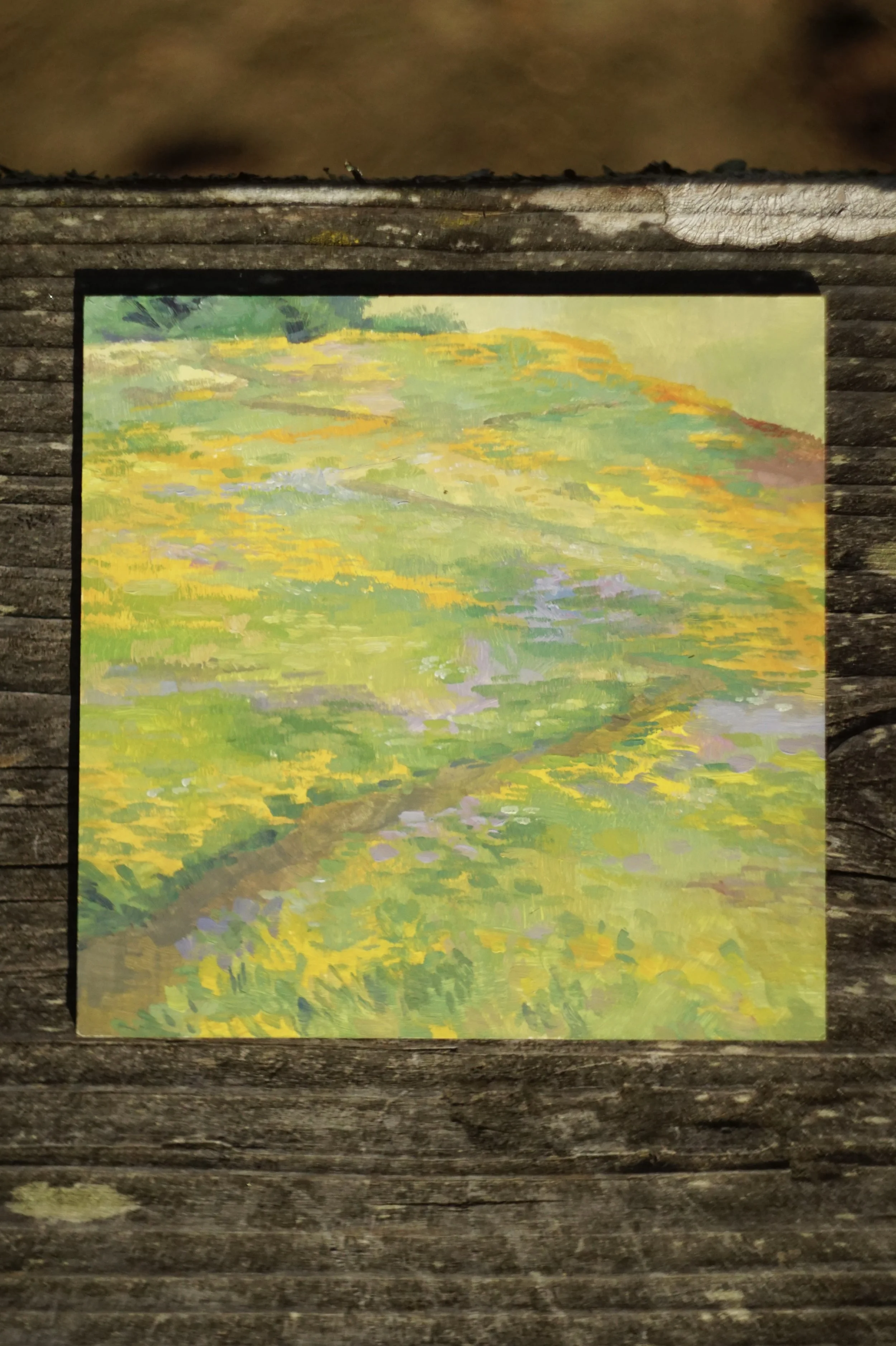 sunset poppy field.JPG