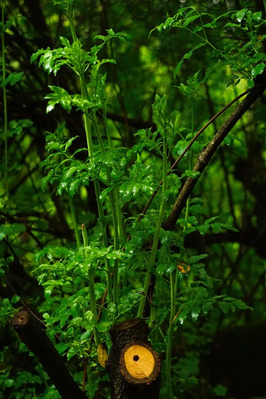 DSC06893 Large.jpeg