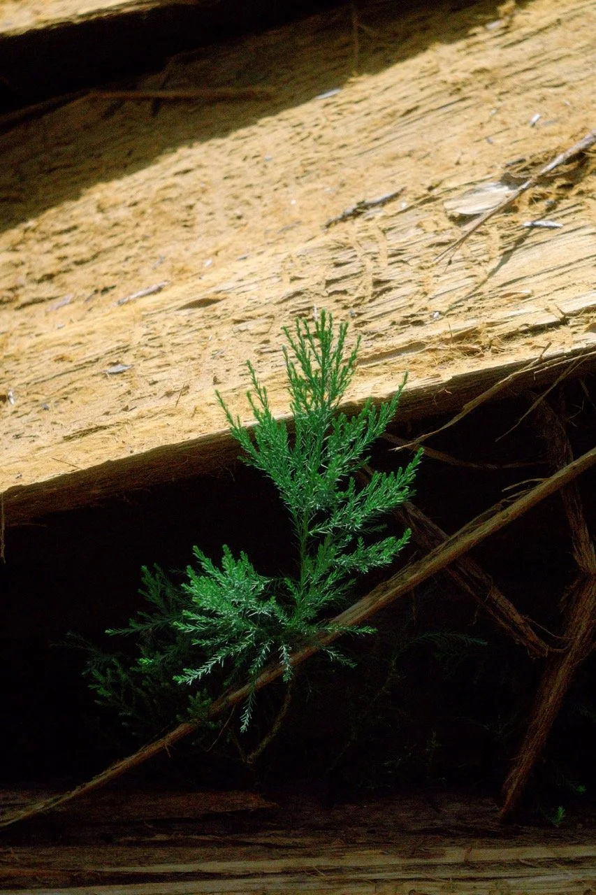 26 Sequoia-164 Large.jpeg