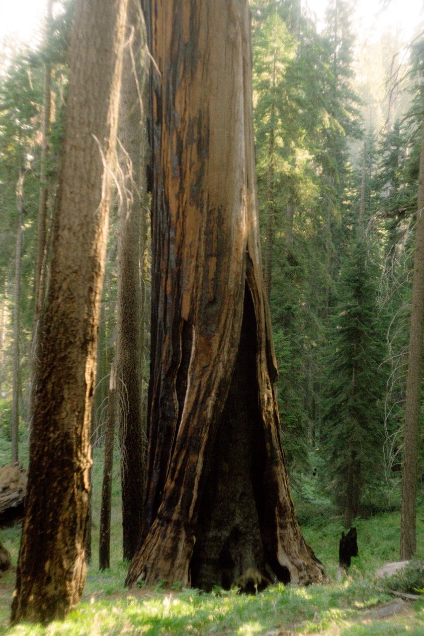 26 Sequoia-235 Large.jpeg