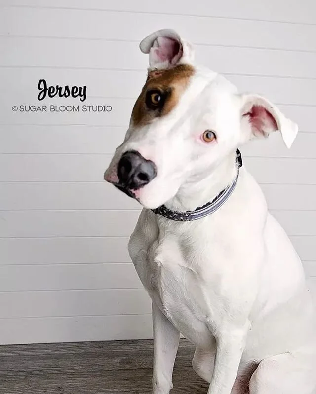 two blondes all breeds rescue