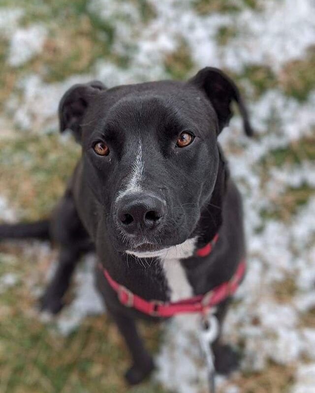 two blondes all breeds rescue