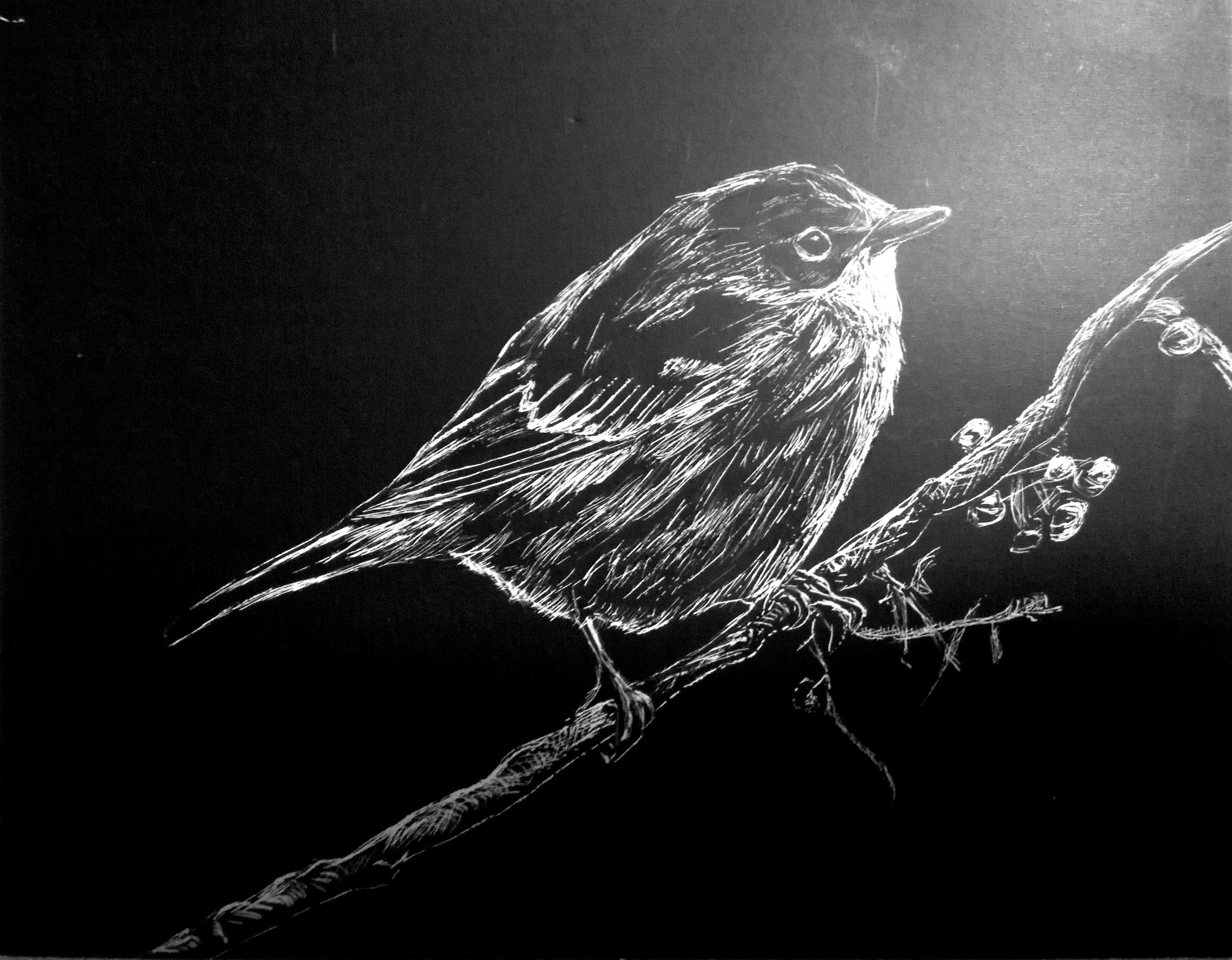 Bird.jpg
