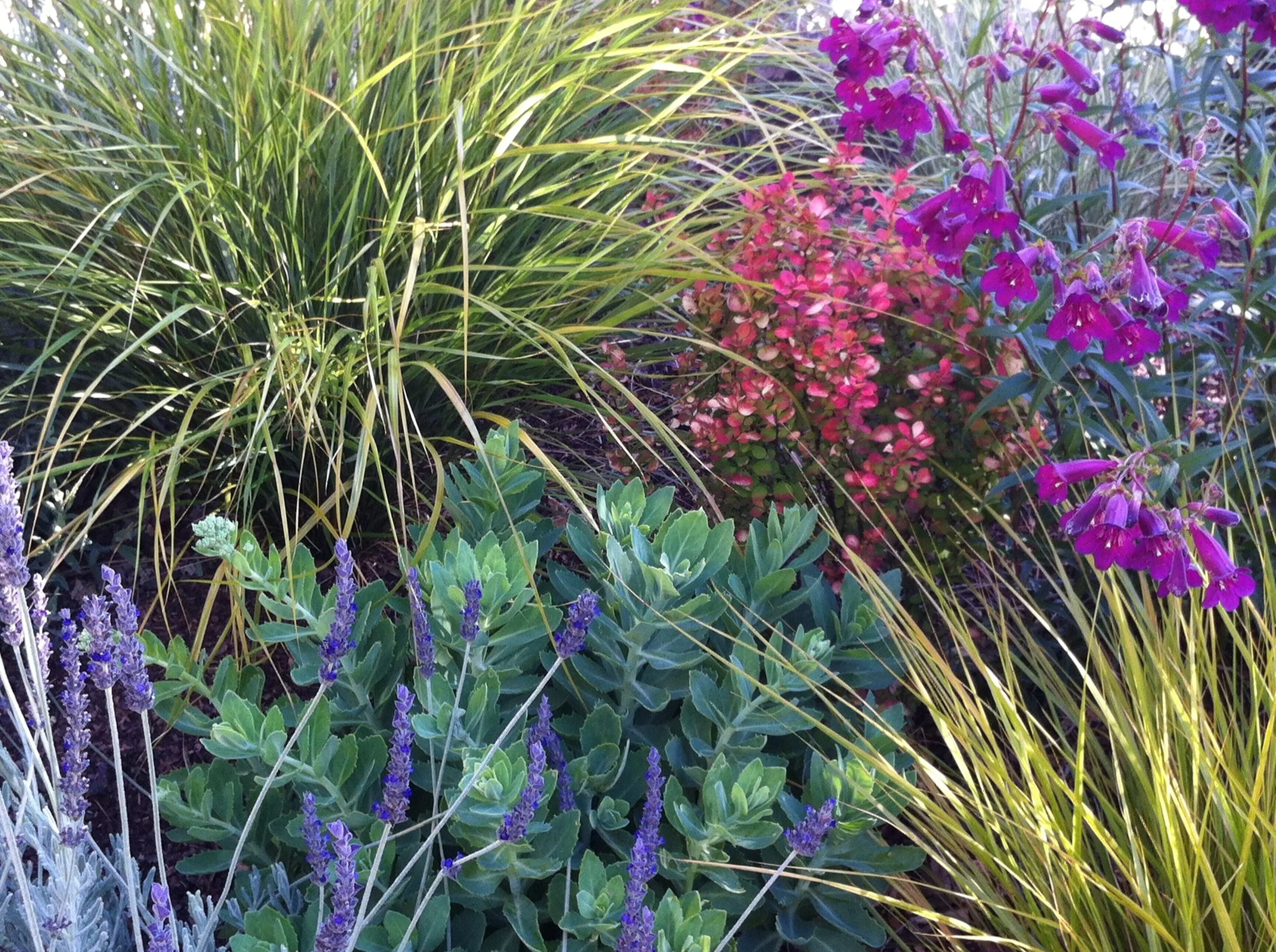 Designing the Planting Plan: Plant Types