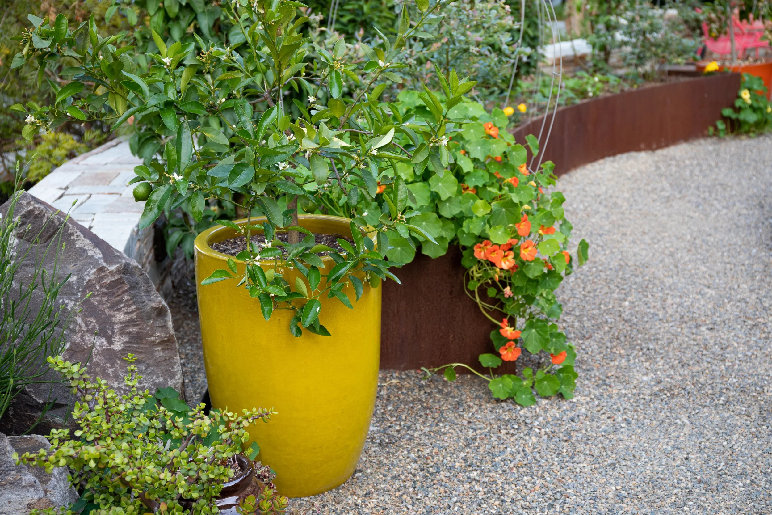 Palo Alto Landscape Architect_BIE-7144.jpg