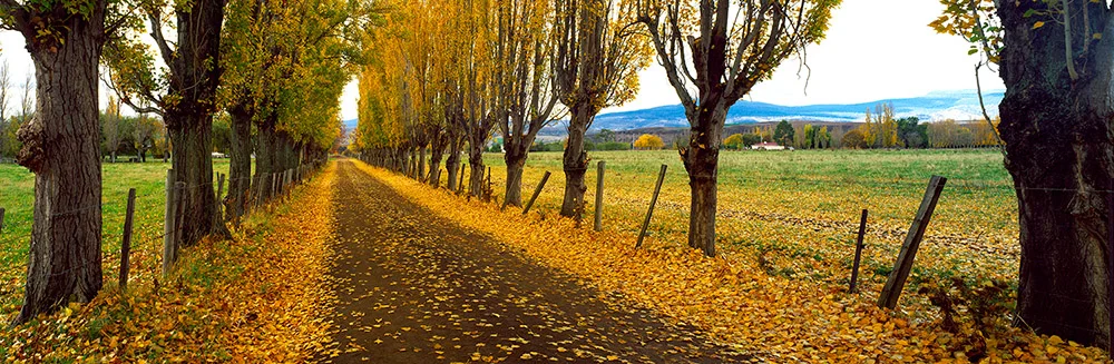 Landscape 2