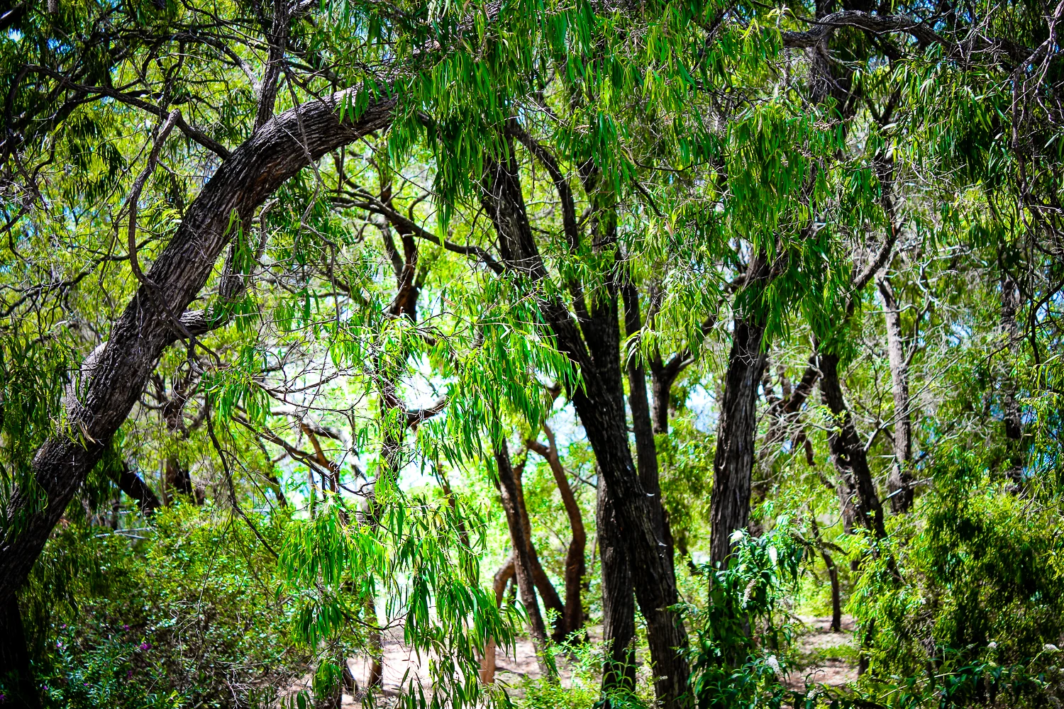 Trees 1