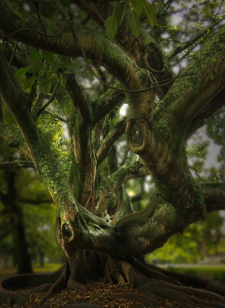 Trees 3