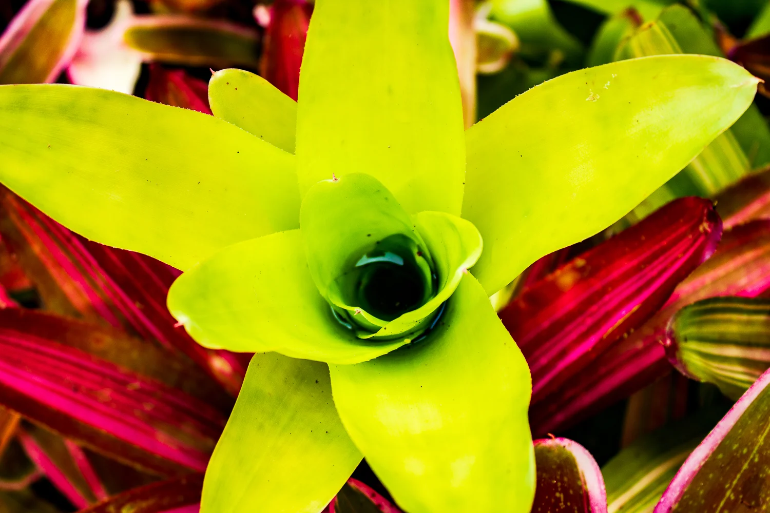 Flora 2