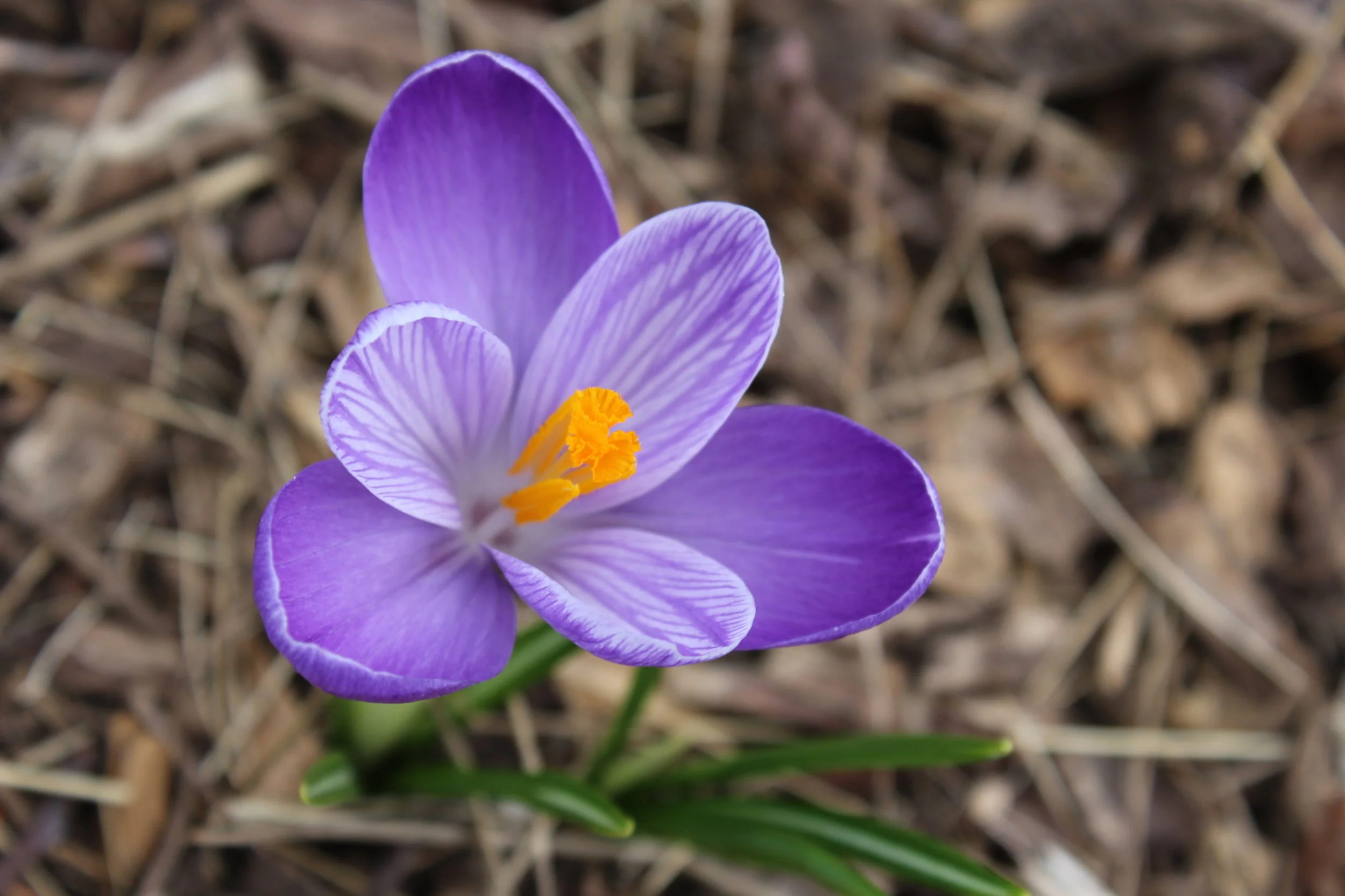 90 Minute Initial Herbal Consultation and 1st Follow-up