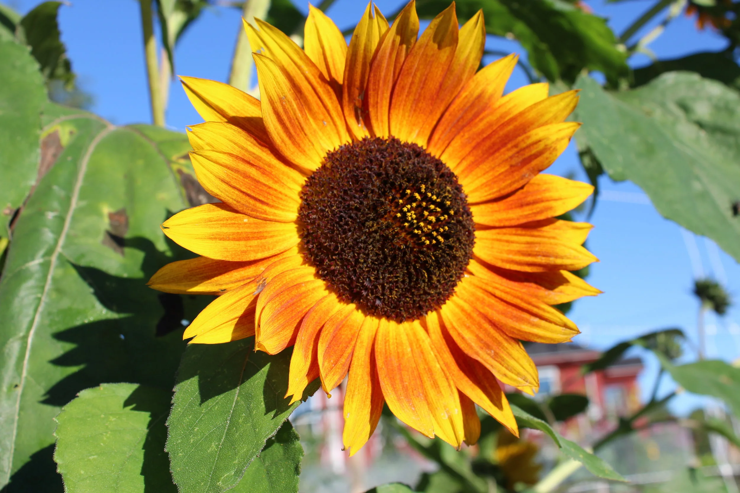 30 Minute Follow-Up Herbal Consultation