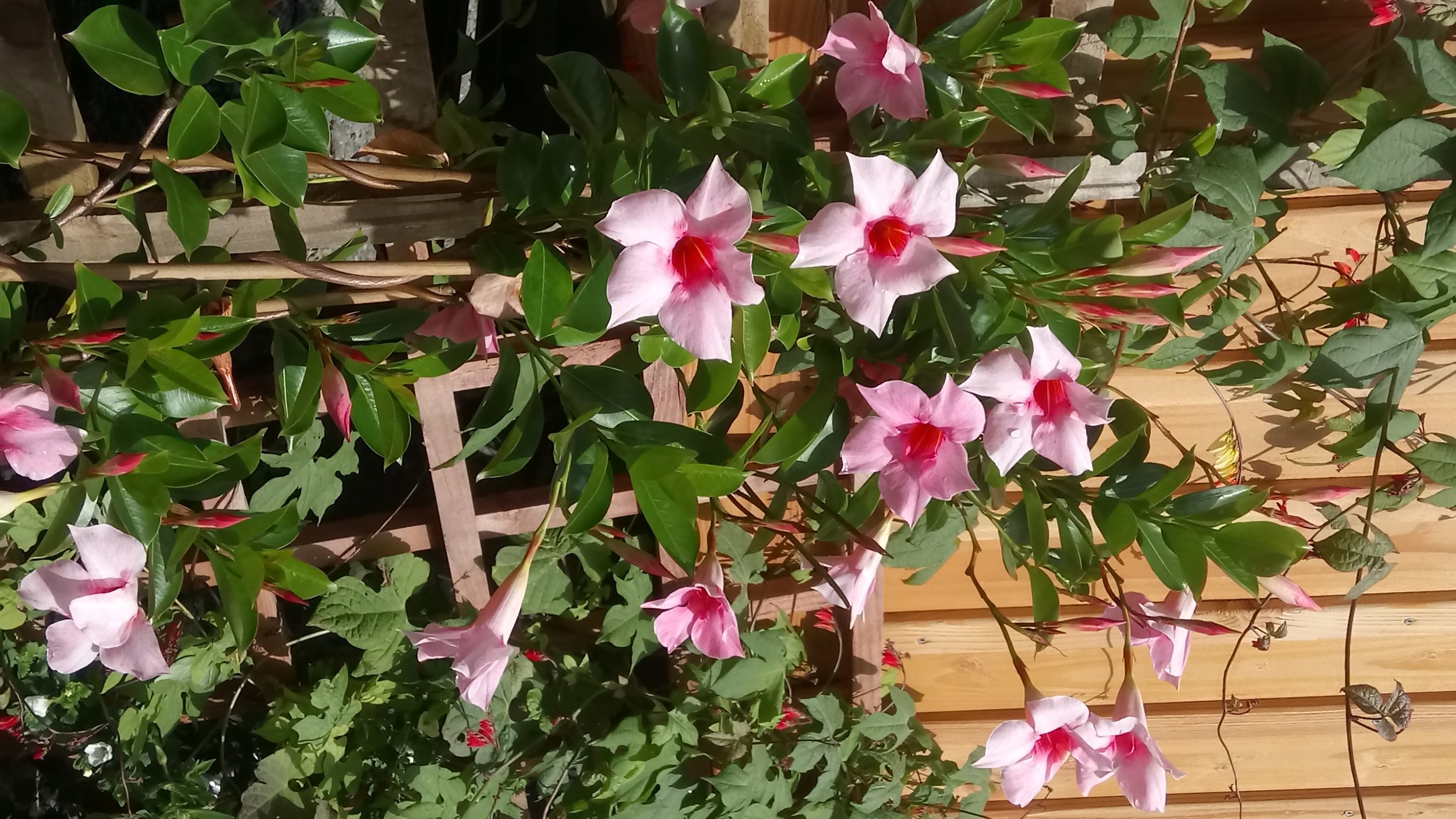 wagon trellis at the back 002.JPG