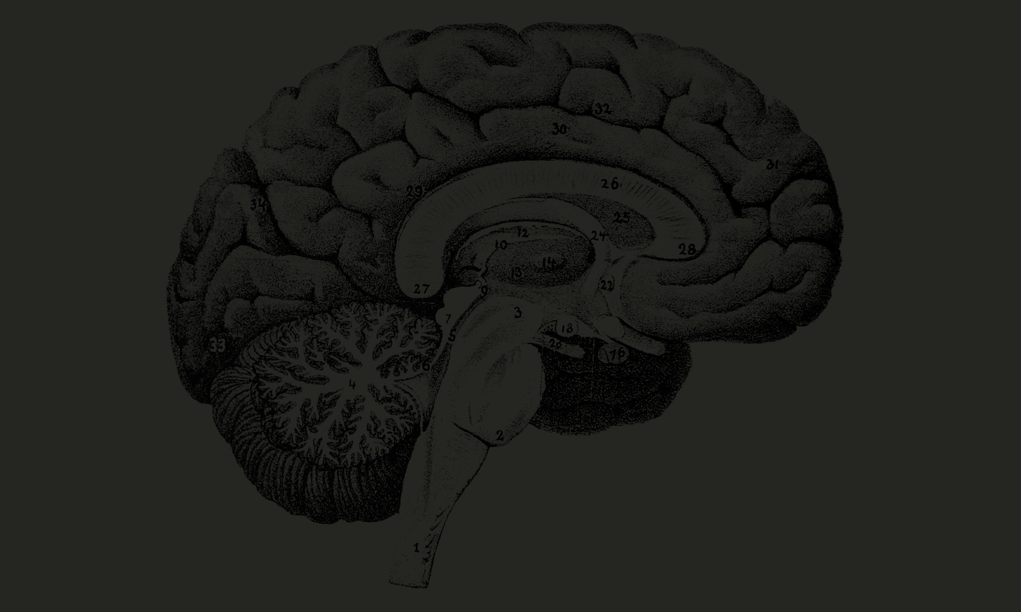 Syntropy_Brain_BG_2017_1.jpg