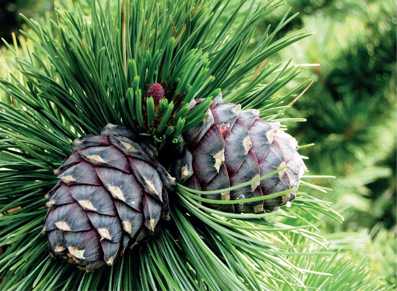 Pinus Cembra Photo.jpg