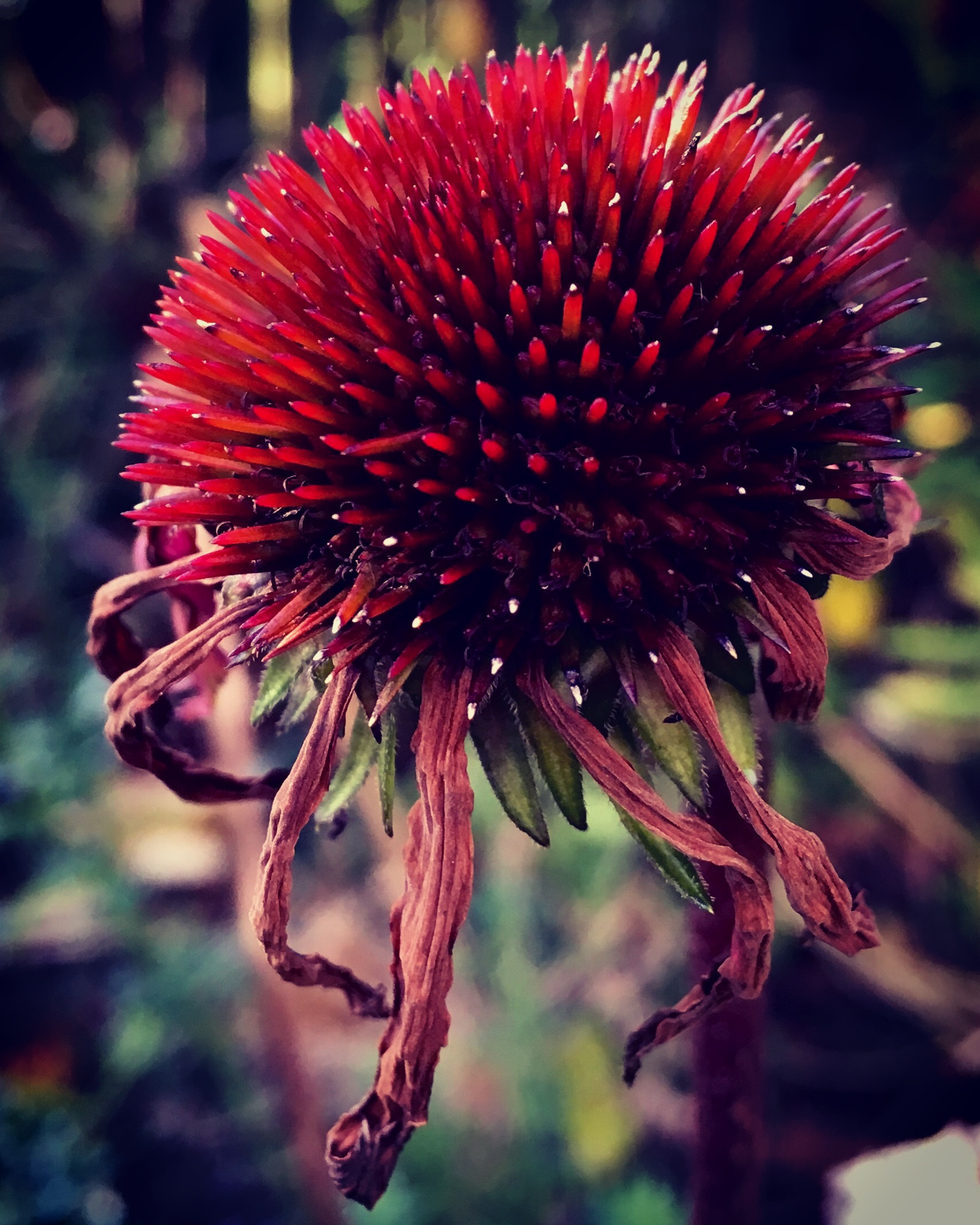 Frøstand af purpursolhat