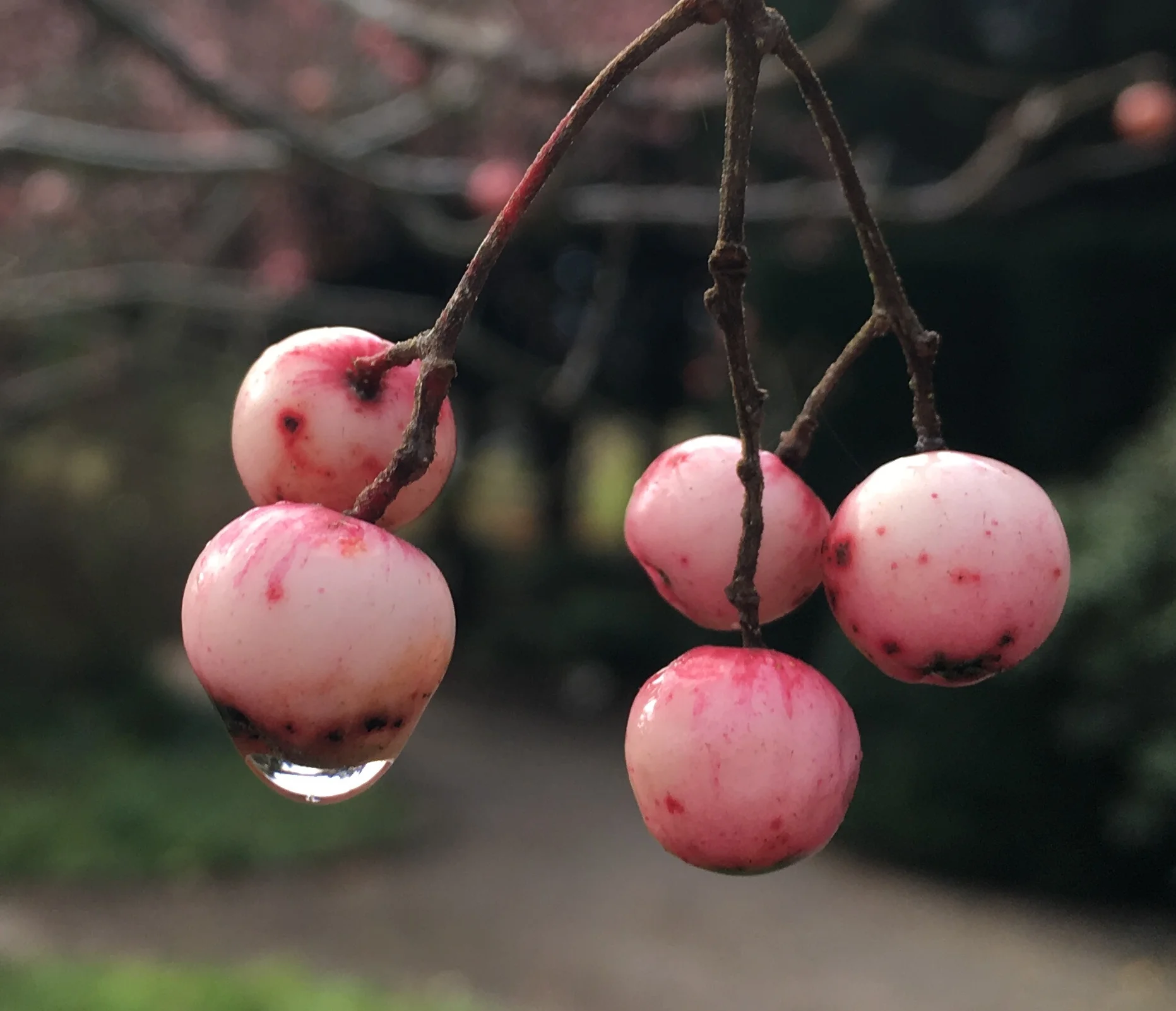 Rønnebær i Haveselskabets Have