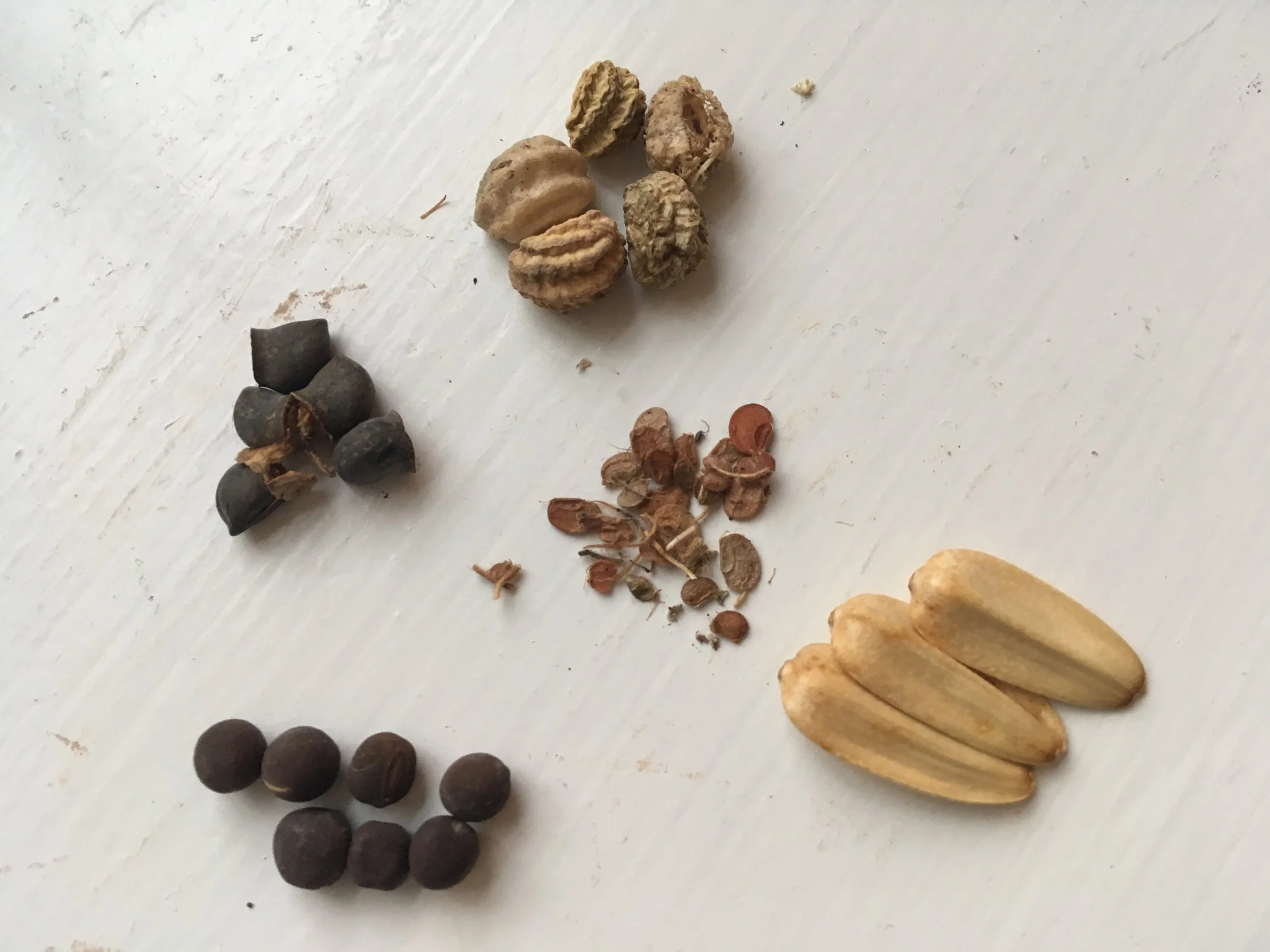 Frø kan se ud på alle mulige måder. Frø af ærteblomster (nederst til venstre) er små perfekte kugler med en appetitlig mat overflade, noget af det lækreste synes jeg (men ikke at spise, de er giftige).