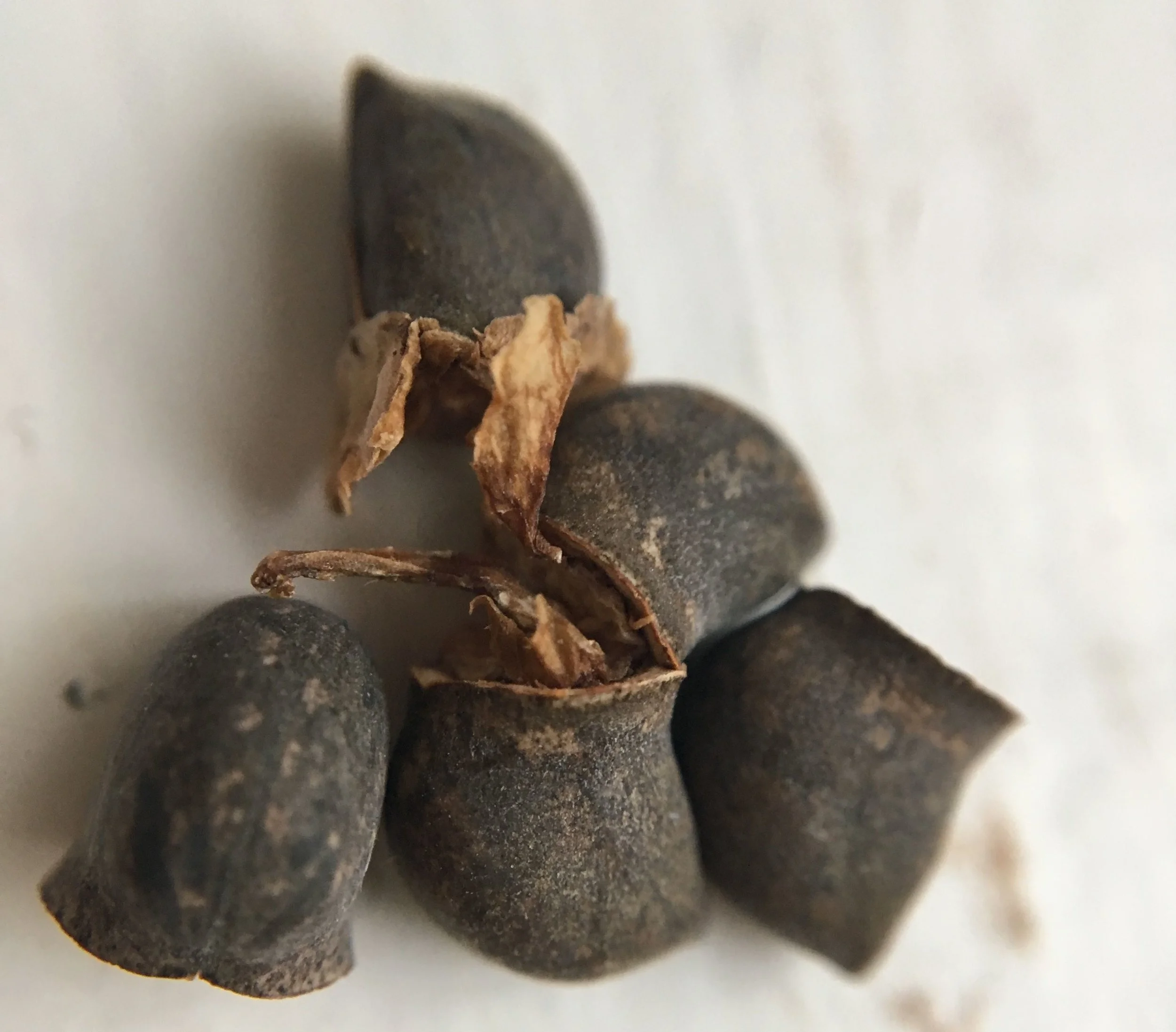 Den glemte VOKSURT (Cerinthe major 'Purpurescens'). Jeg har desværre ikke selv billeder af andet end frøene, men du kan se den her , hvor Den Ydmyge Have har taget nogle ret gode billeder af den.