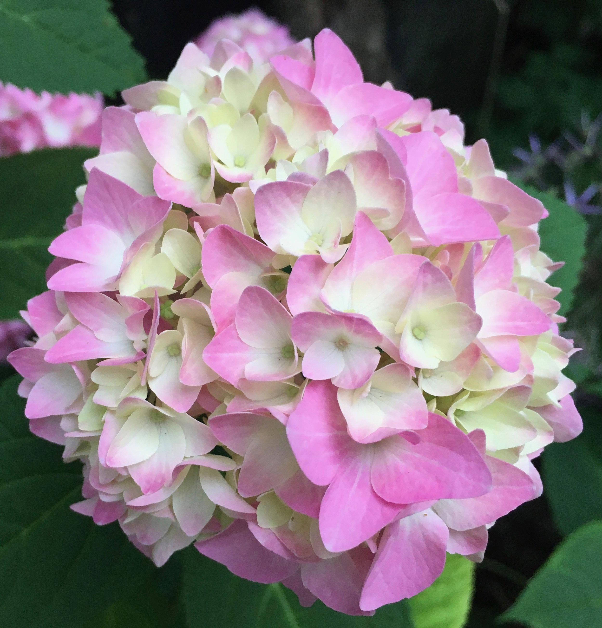 Den mest almindelige form for hortensia (Hydrangea macrophylla) i min basiske jord. Englænderne kalder denne her slags for 'mopheads'. Ikke så charming. De har det fint i krukker, hvis de altså får vand. Hortensia blomstrer fra juli måned