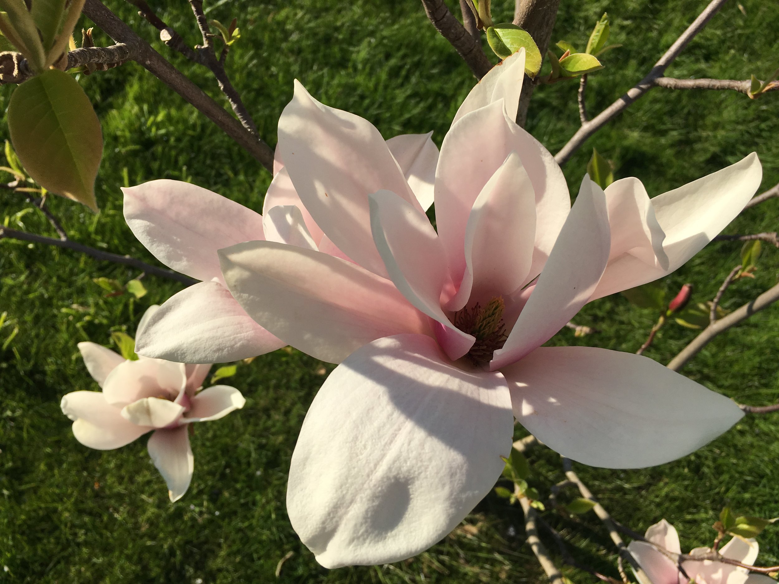 Derfor skal ikke suse ud efter et magnolietræ — Negle