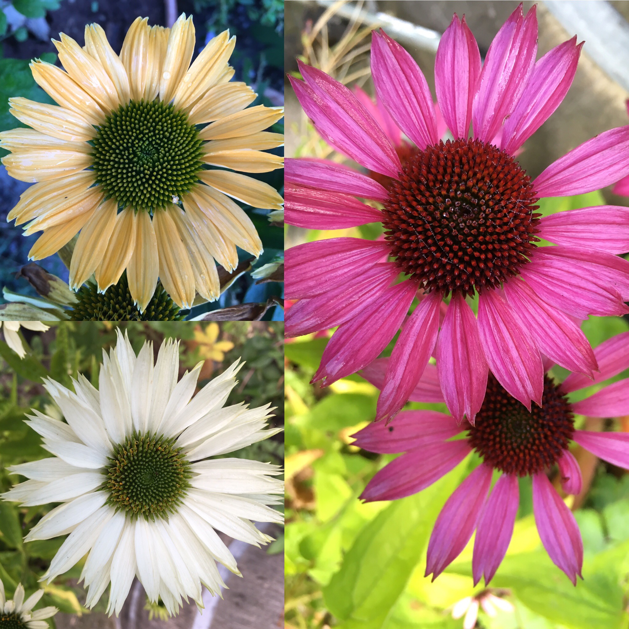 Det er ikke alle stauder, der kan tåle at få the Chelsea chop. Purpursolhat (Echinacea purpurea) er en af dem, der kan.