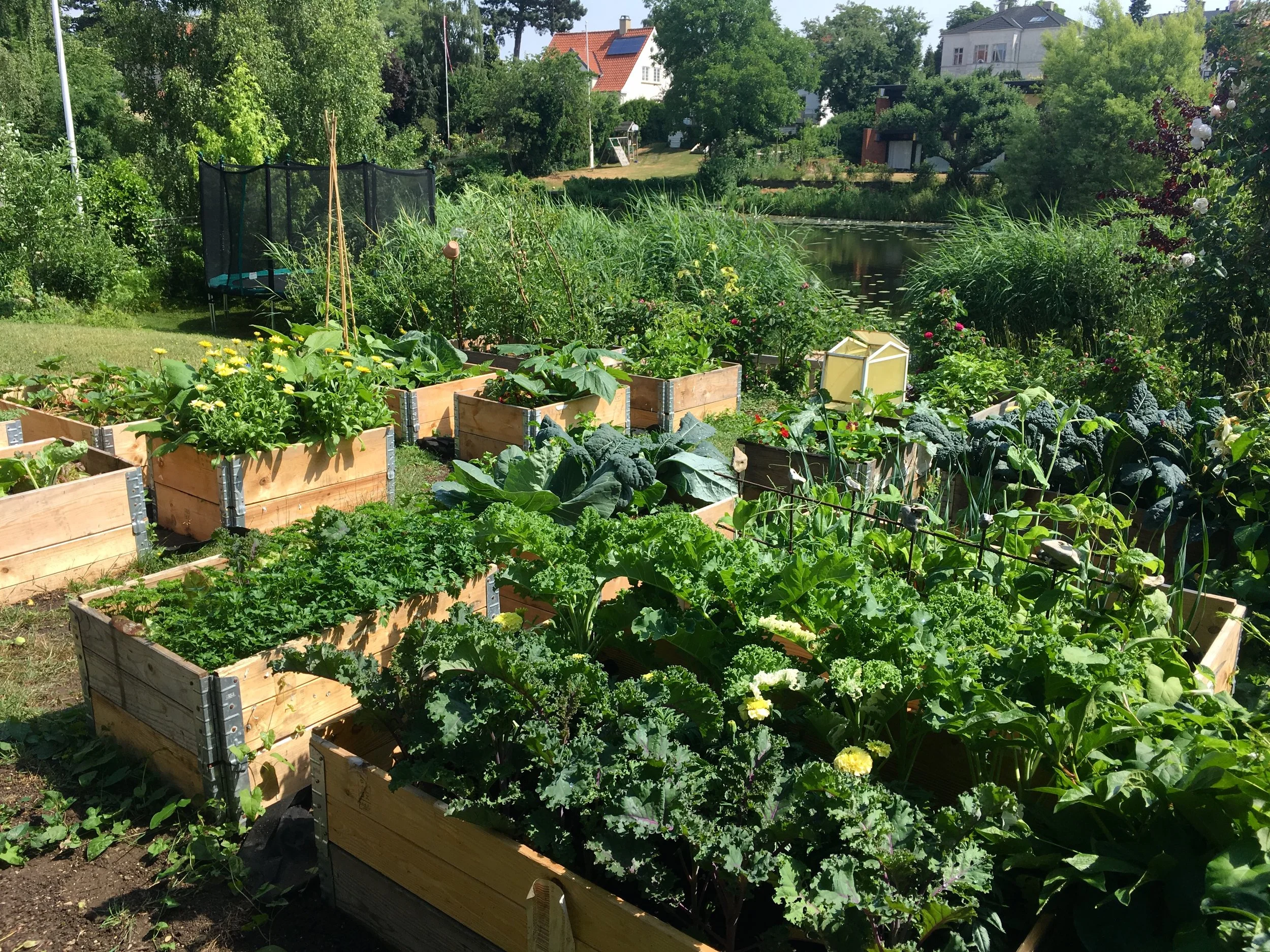 Sådan ser køkkenhaven ud her i juni. Forrest er det rød grønkål, hvide tagetes og almindelig grønkål. Tagetes siges at kunne holde kålsommerfugle på afstand, fordi de ikke kan lide lugten.