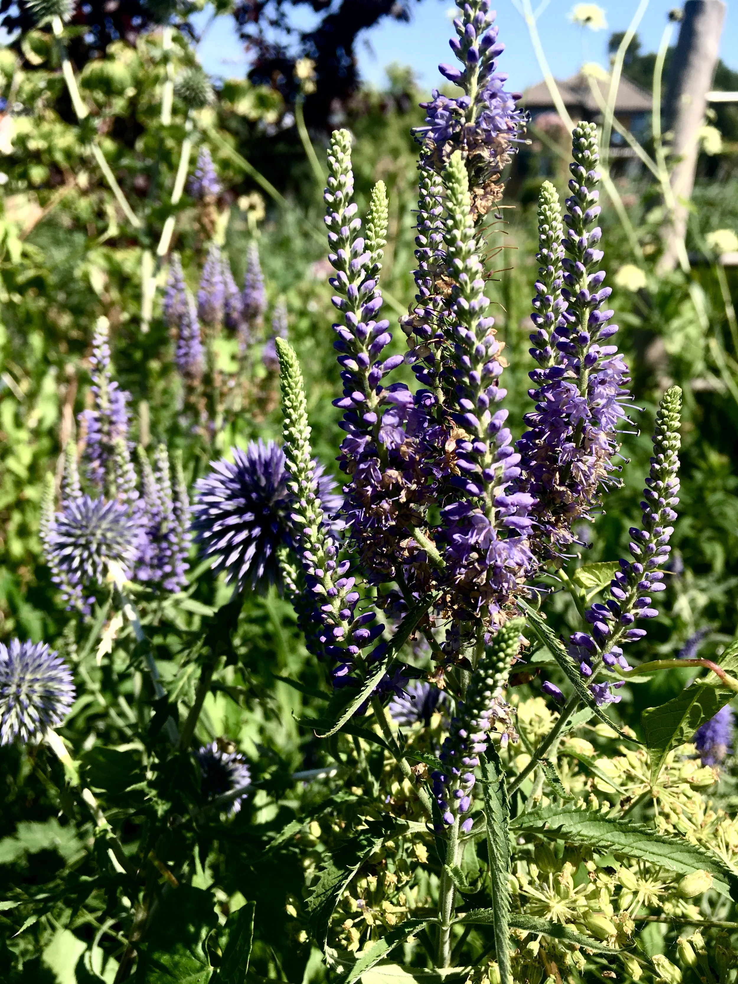 Tidselkugler (Echinops) og virginsk ærenpris (Veronicastrum) er et fint makkerpar. Farven er næsten den samme, men de har stærke former, der er helt forskellig, så det bliver ikke kedeligt. Og så kan de klare tørken. De har ikke fået vand en eneste gang. 