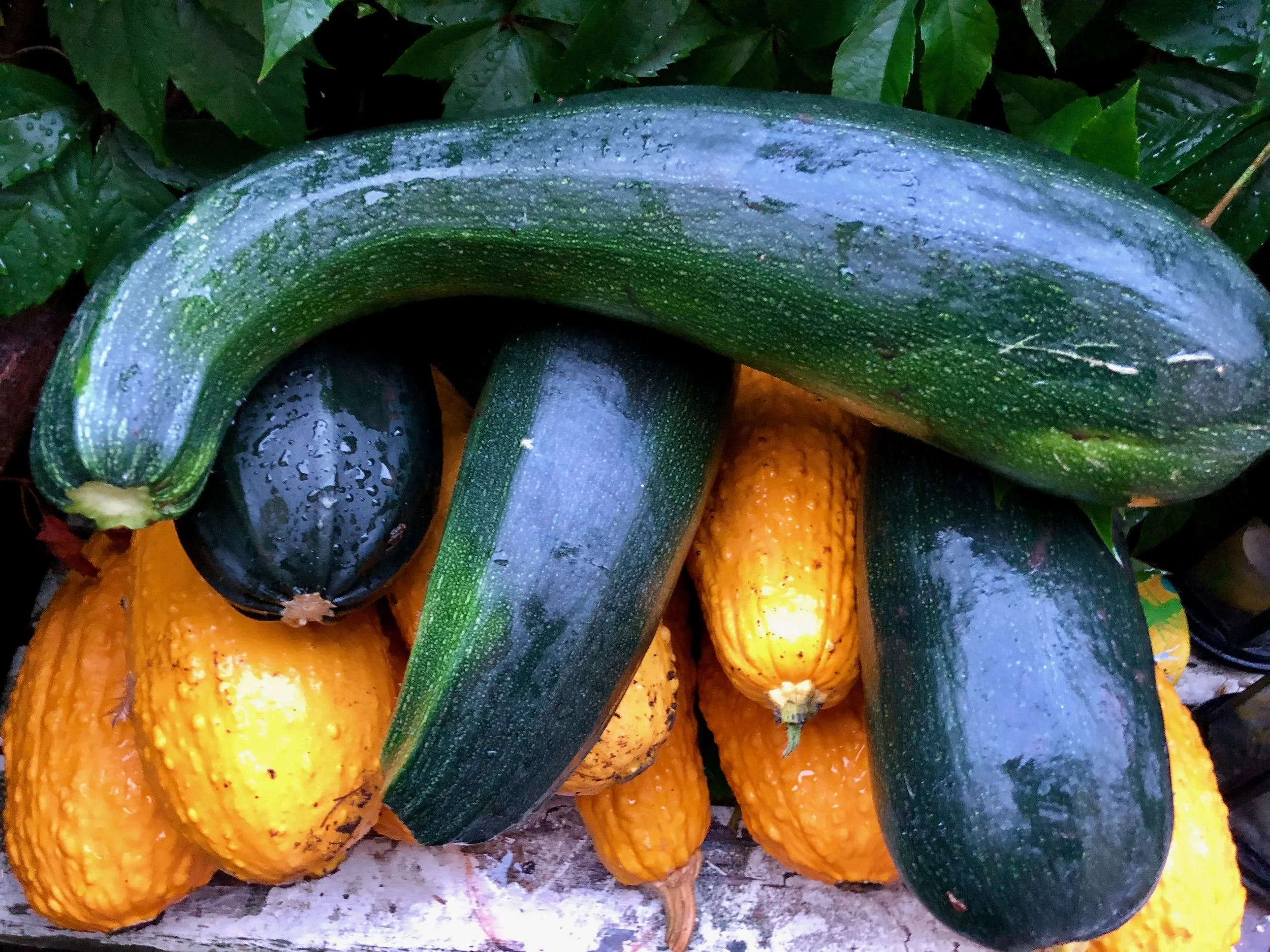 Det er helt vildt, som squashplanterne har været produktive i år. Jeg ved godt, at de skal høstes, når de er små og lækre, men jeg vender ryggen til et øjeblik, og se så, hvad de røvere finder på.