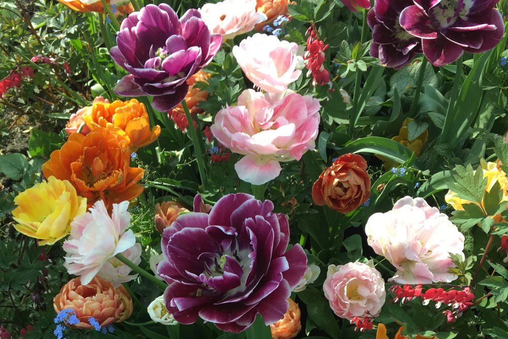 Sådan får succes med tulipanløg — Negle