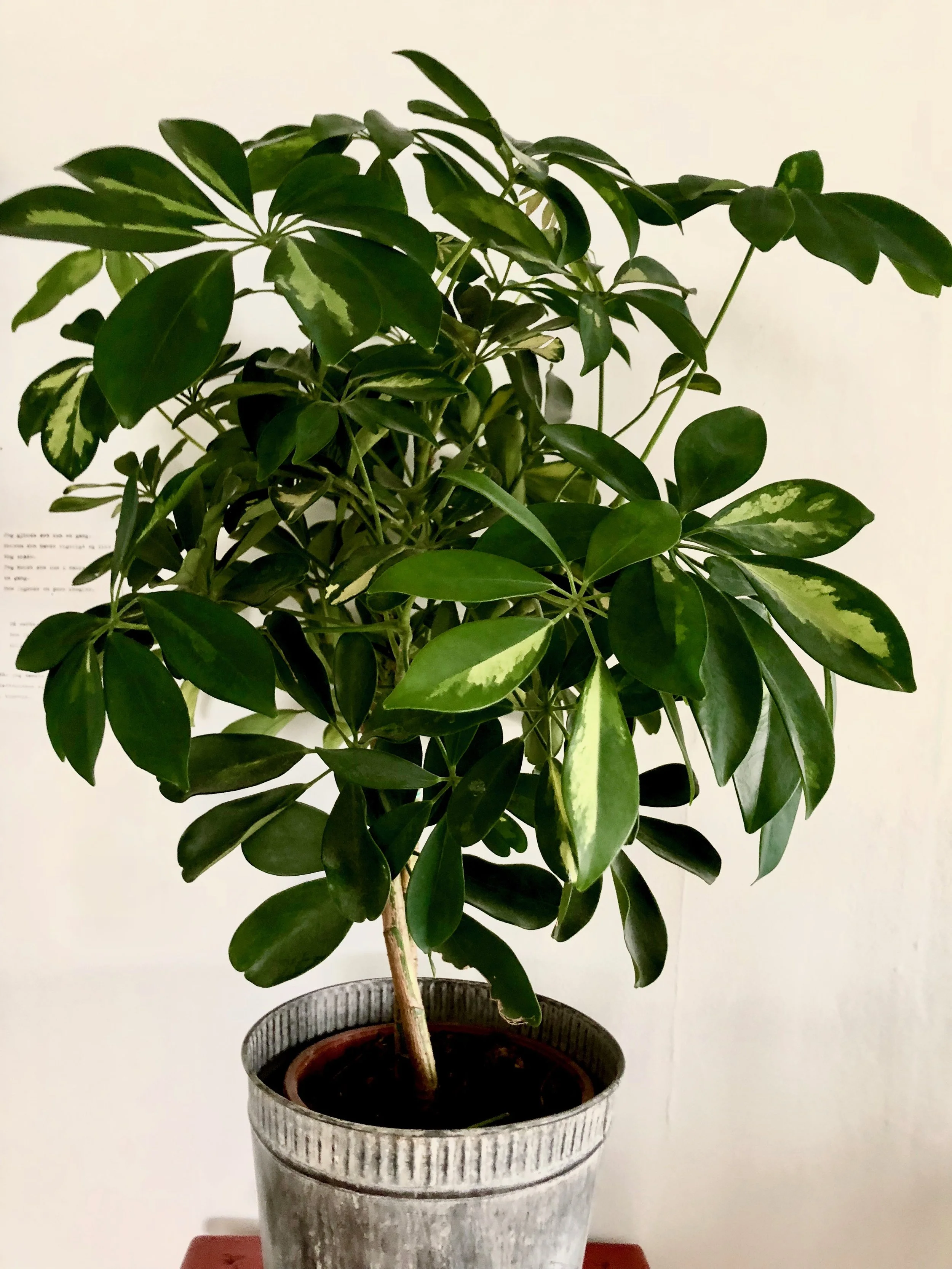 Schefflera arboricola 'Capella'