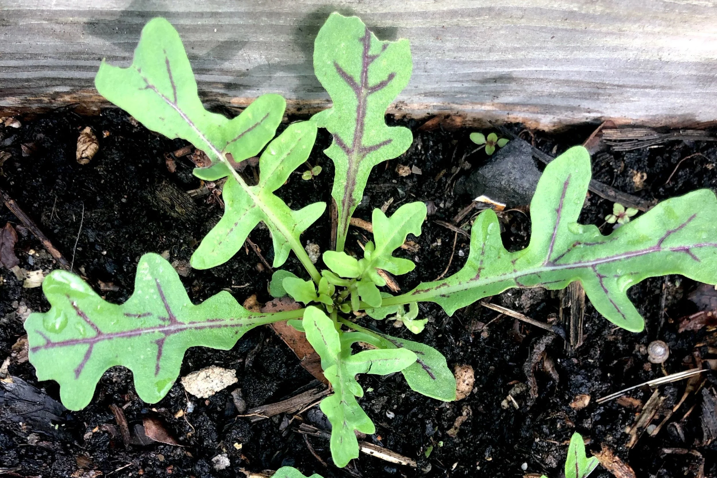 Sæt gang i vintervitaminerne