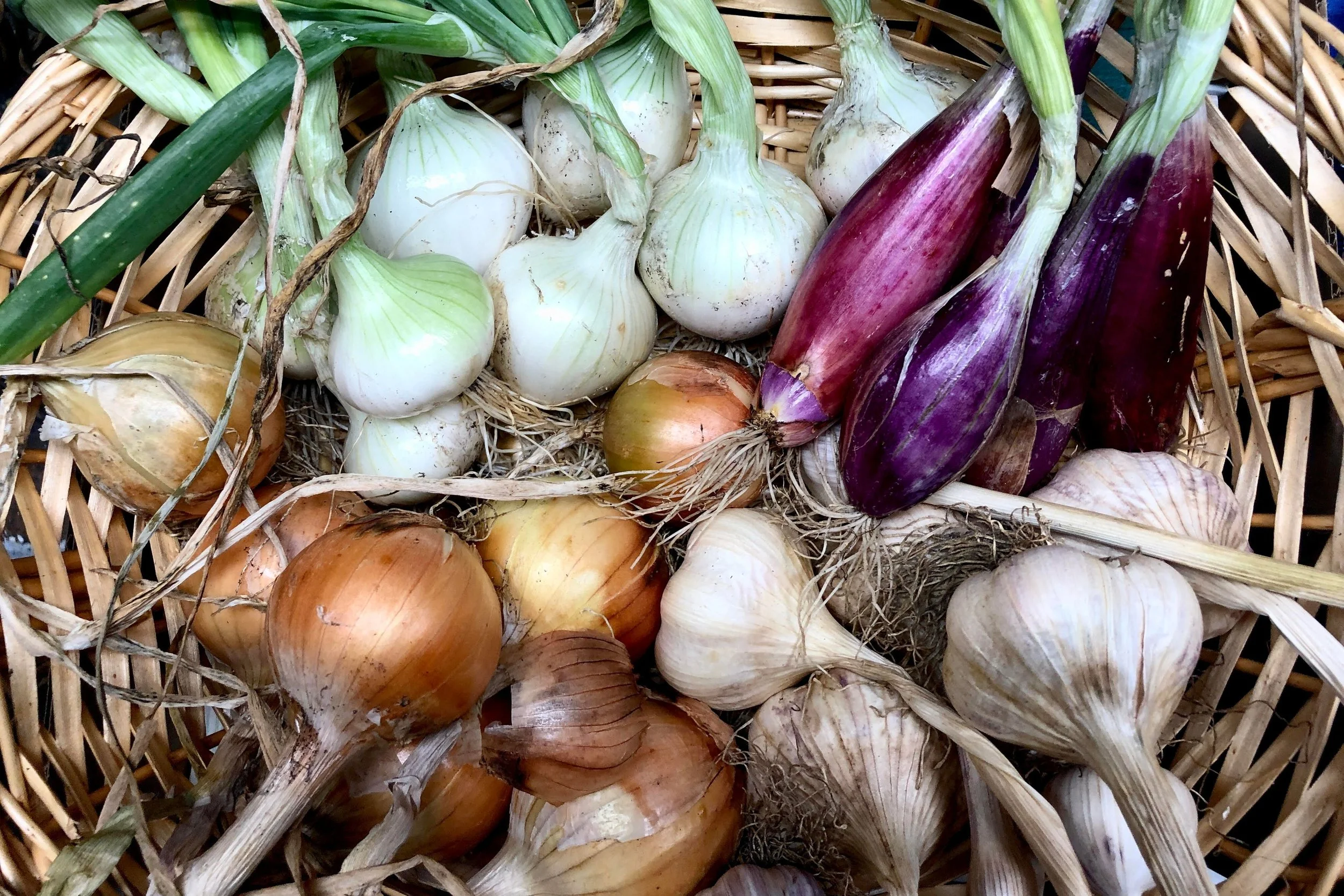 Løg fra køkkenhaven