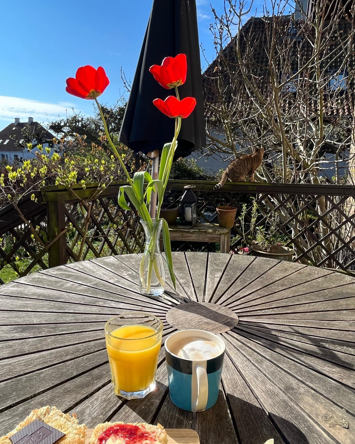 L&oslash;rdag morgen. Solskin. Huset sover, s&aring; det er bare mig, h&oslash;nsene, katten og tulipanerne, der lusker rundt i haven. Billede 2 er f&oslash;rerh&oslash;nen Primoz, opkaldt efter en af mine favorit-cykelryttere, der kigger ind i stuen