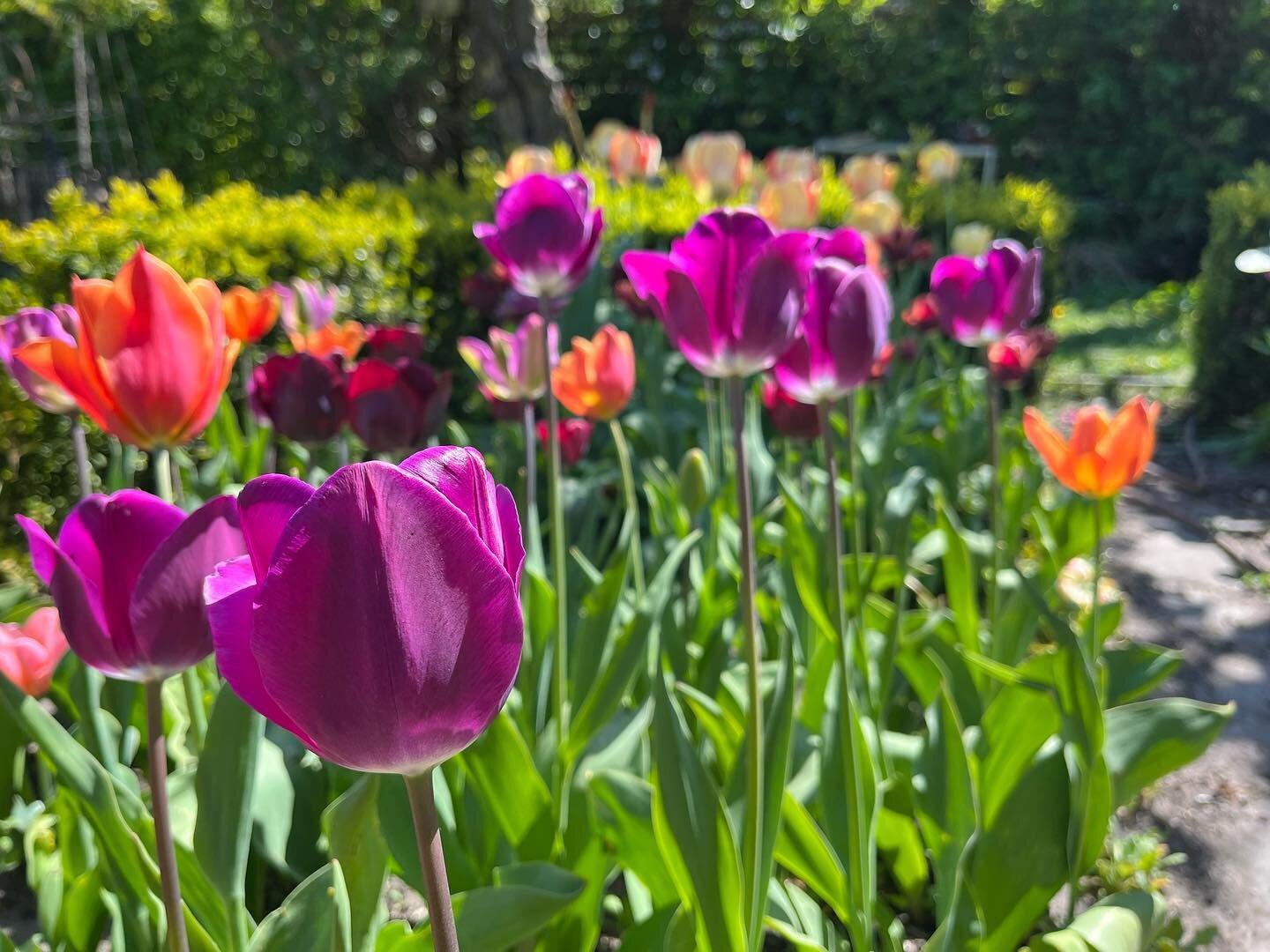 Sidste omgang tulipanspam i &aring;r. De sene tulipaner peaker nu i haven. / The late tulips at their peak #tulipaner #tulips