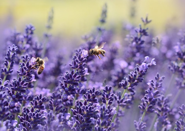 Lavender flowers one of the organic herbs used in super soothe tea