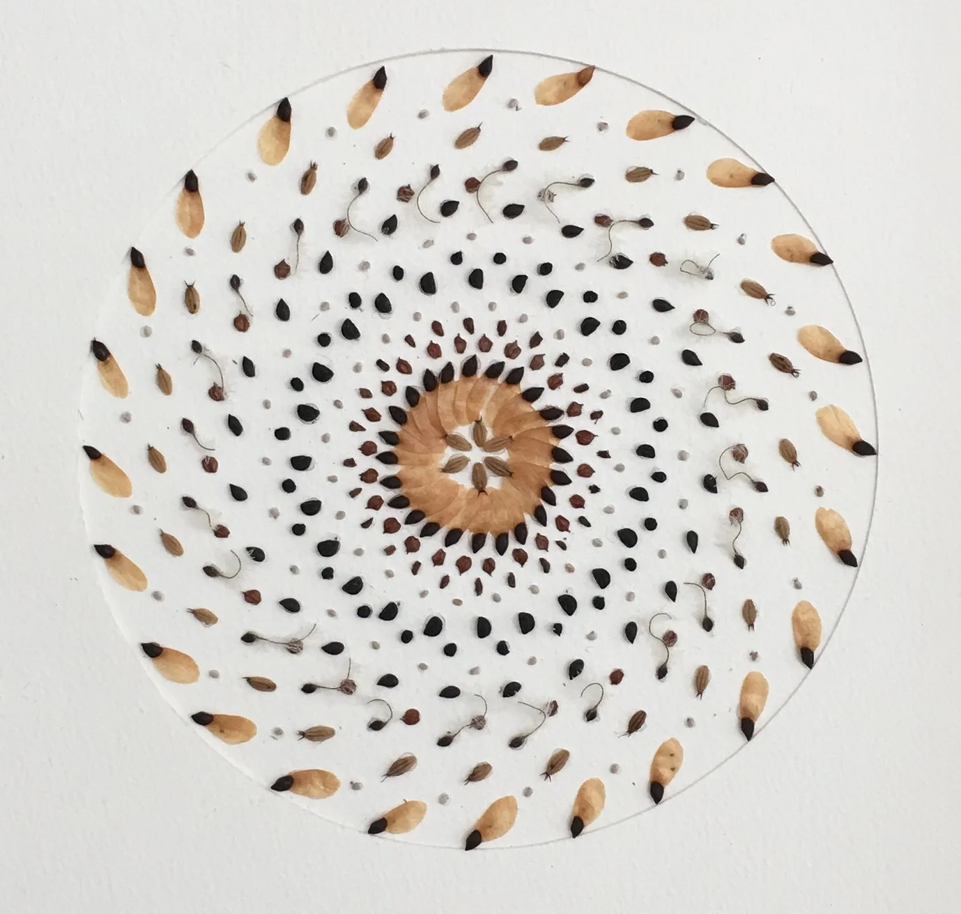 seedmandala.JPG