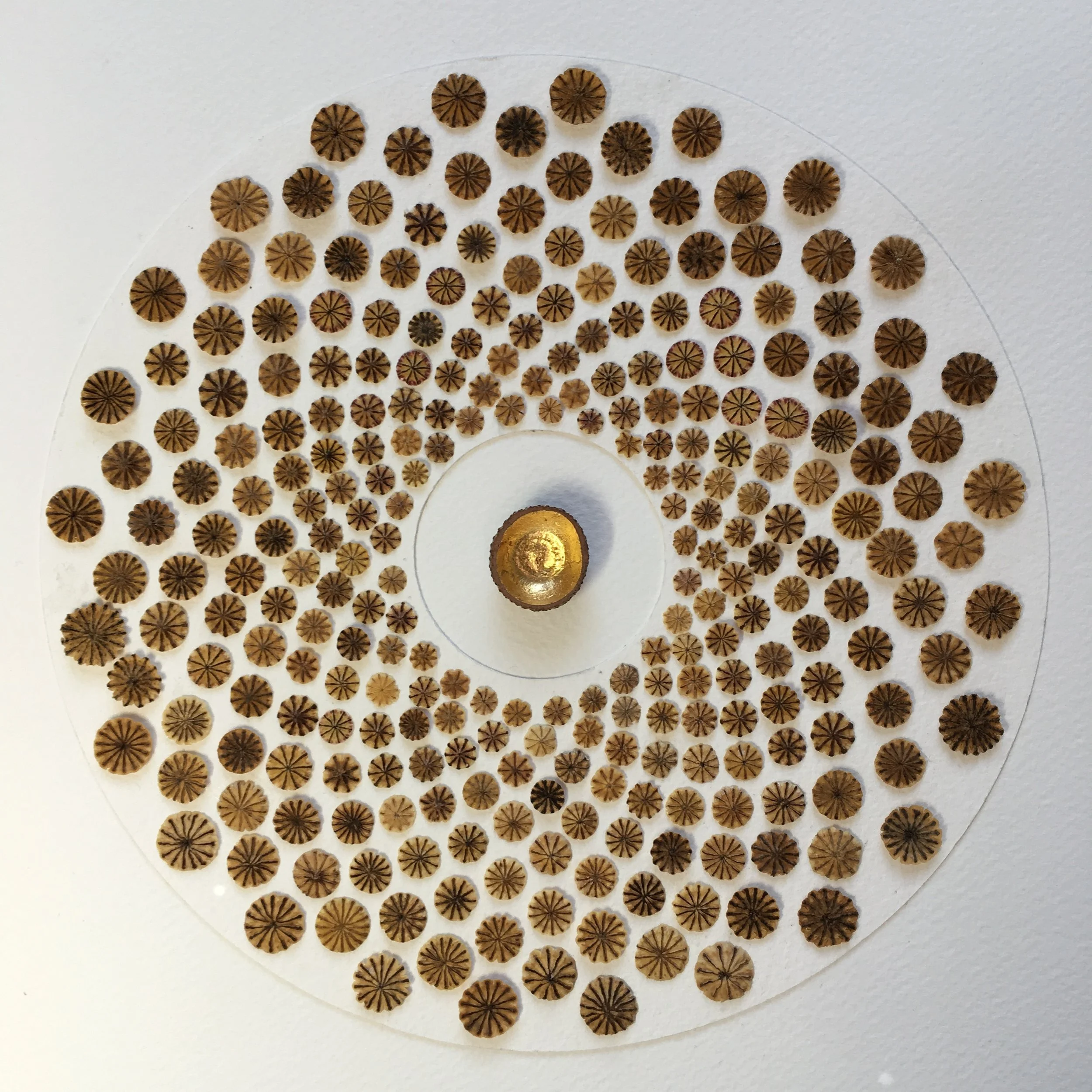 Fibonacci Gold.JPG