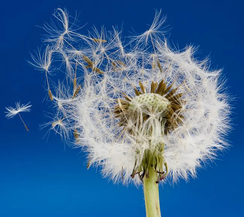 dandelion_in_the_wind.jpg