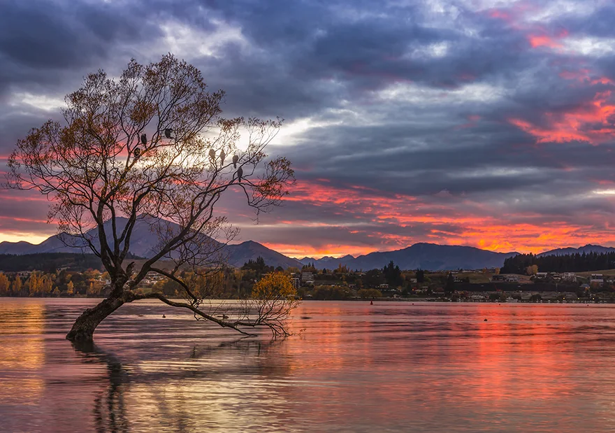 RisingSun_over_lake_with_lone_tree.jpg