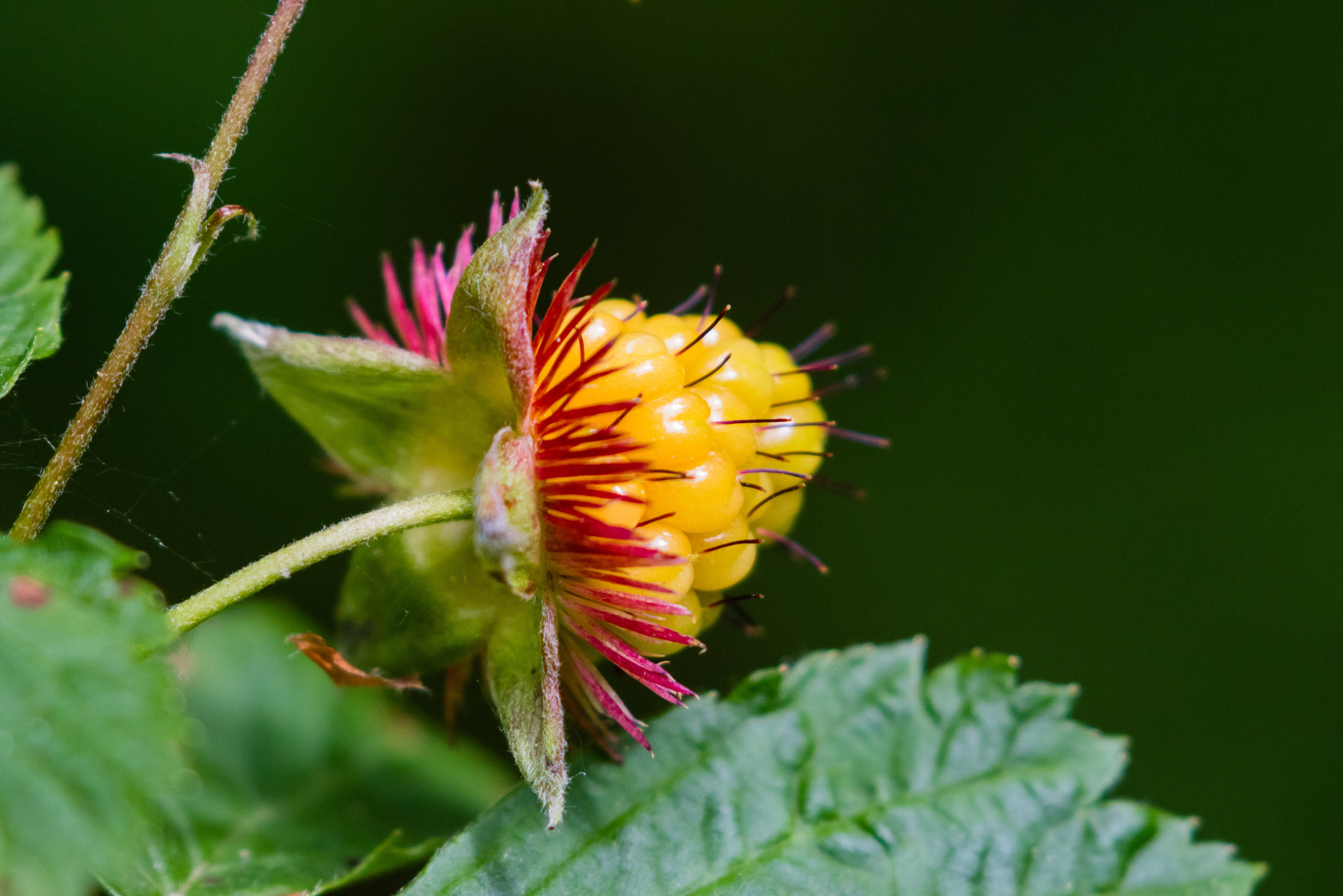 Salmonberry.  Yost Park, Edmonds